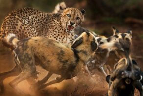 Конкурс фотографии дикой природы Wildlife Photographer of the Year 2019