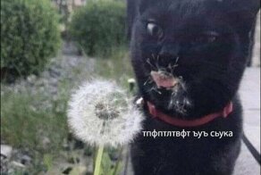 Не ищите здесь смысл. Здесь в основном маразм