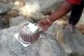 В Индии наглая обезьяна испортила день рождения, украв праздничный торт