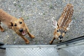 Случайные встречи, или Парень, подбрось!