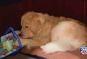 Полицейскую собаку поймали на краже праздничных игрушек