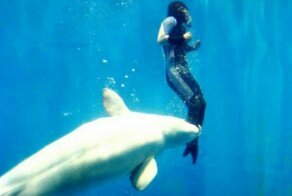 Несколько примеров того, что животные добрее людей