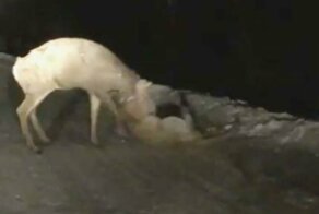 Смертельная схватка между пумой и оленем попала на видеокамеру