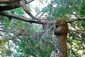 Смелый бабуин прогнал наглого леопарда