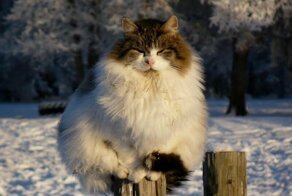 С добрым утром