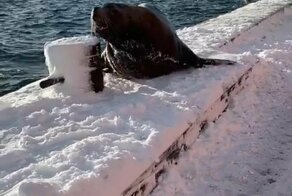 Дед Мороз встретил морского льва в Петропавловске