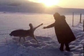 Спасение волка из колючей проволоки