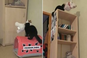 Соболица проявила смекалку, чтобы перепрятать игрушку