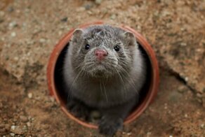 История спасенной норки по кличке Кранберри