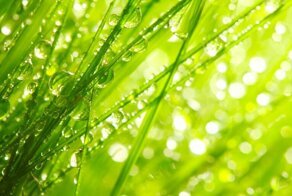 Почему роса появляется под утро?