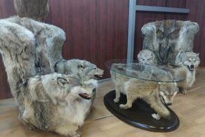 Крипота 80 lvl: в Дагестане начали продавать мебель из чучел волков