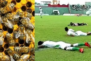 Пчелы атаковали футболистов на матче в Танзании