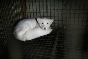 Первое Рождество песца вне клетки