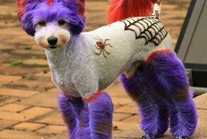 Стрижка под мартышку