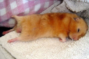 Фотографии спящих животных (21 фото)