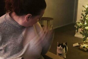 Кошка получила легкий шок, увидев хозяйку в коробке
