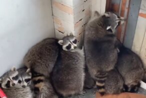 Строители обнаружили в строящемся доме 11 енотов