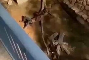 Мужчина упал в вольер к бенгальской тигрице и чудом выжил