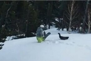 Глухарь напал на сноубордиста, осыпавшего его снегом