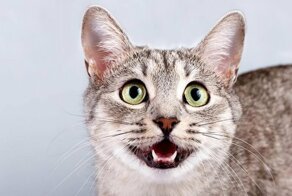 Поче-мяу мы рано утром слышим «Мяу!!!»: причины кошачьих песен по утрам