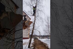 Спасение кошки, застрявшей на дереве и пса, упавшего в яму