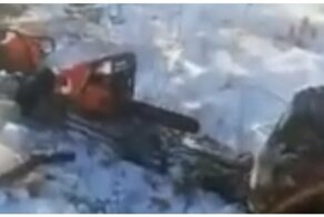 Неожиданная находка в спиленном дереве