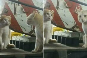 Две бездомные кошки «серьезно поговорили» друг с другом