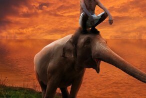 Все о слонах