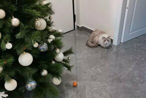 15 забавных котеек, которые точно не дадут соскучиться