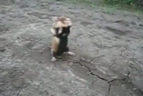 Ужасный хомяк (видео)