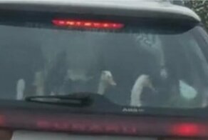 Необычные пассажиры привлекли внимание автомобилиста