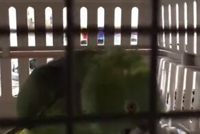Хитрый попугай научился мастерски имитировать звук детского плача