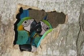 В тесноте, да не в обиде: семейство попугаев поселилось в сухом стволе дерева
