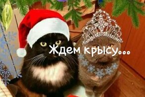 Новогодние коты