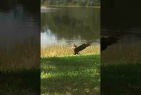 Орел выхватил рыбу, пойманную журавлем из пруда