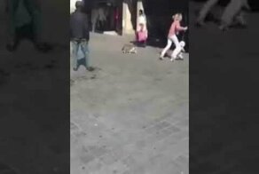 Боевая кошка напала на женщину с собакой