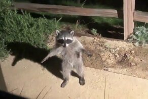 Два енота притворились «статуями», после того как их обнаружили в саду