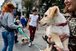 Зоозащита, спасательницы и дуры: про зоошизу с просторов интернета