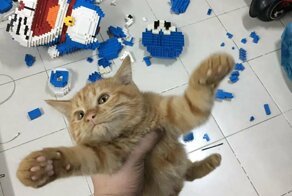 Кошка уронила фигурку Дораэмона из 2432 деталей