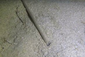 Гигантский червь поразил австралийского фридайвера