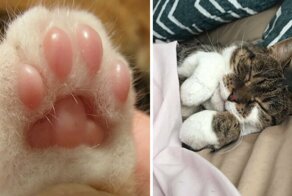 16 забавных фотографий, которые наглядно показывают, за что мы любим кошек