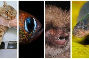 11 животных, открытых в 2019 году