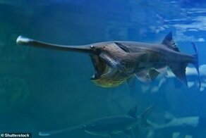 Гигантская рыба из реки Янцзы исчезла с лица Земли