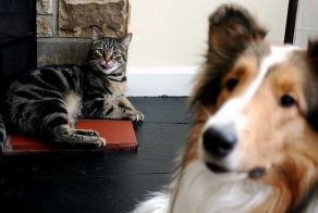 Фотобомбы в мире животных (25 фото)