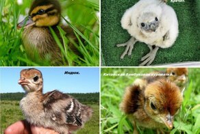 Как выглядят птенцы разных видов птиц