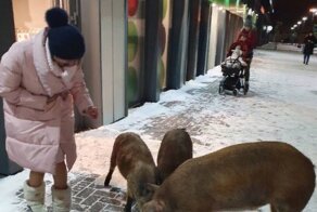 Три поросёнка напились алкоголя в «Пятёрочке»