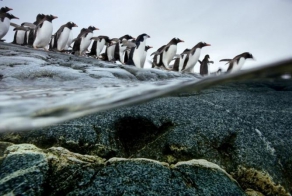 Миграции животных (29 фото)