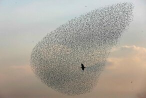 С добрым утром