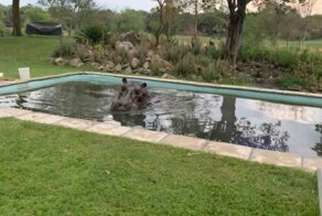 В Ботсване бегемот решил искупаться в бассейне частного дома