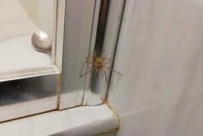 Помогите опознать паука!